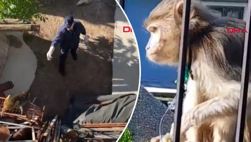 Muğla’da İlginç Olay: Mahalleliyi Peşinden Koşturdu!