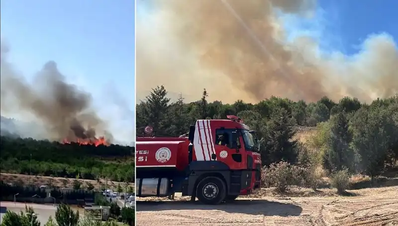Gebze'de Orman Yangını: Doğa ve Hayvanlar için Tehlike Altında