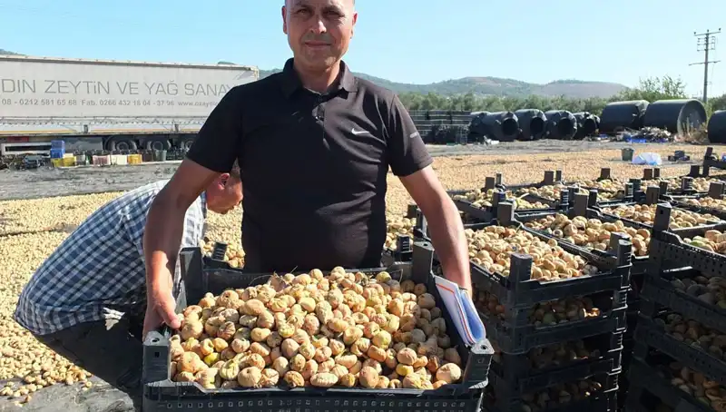 Balıkesir'de Hasat Zamanı: Çin ve Rusya Pazarına Hızla Açılıyor