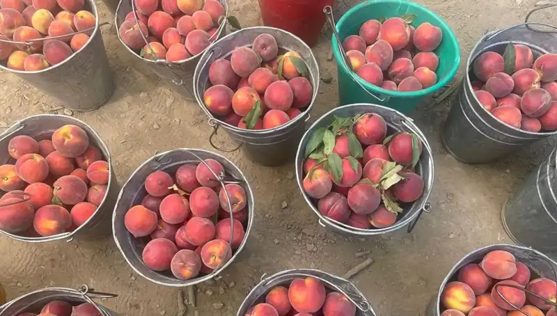 Hasat Dönemi: Çiftçiler Fiyatlardan Memnun ve Kilogram Başına 100 Lira!