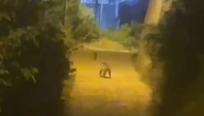 Gümüşhane'de Şehir Merkezine İnen Ayı, Vatandaşları Şaşkına Çevirdi