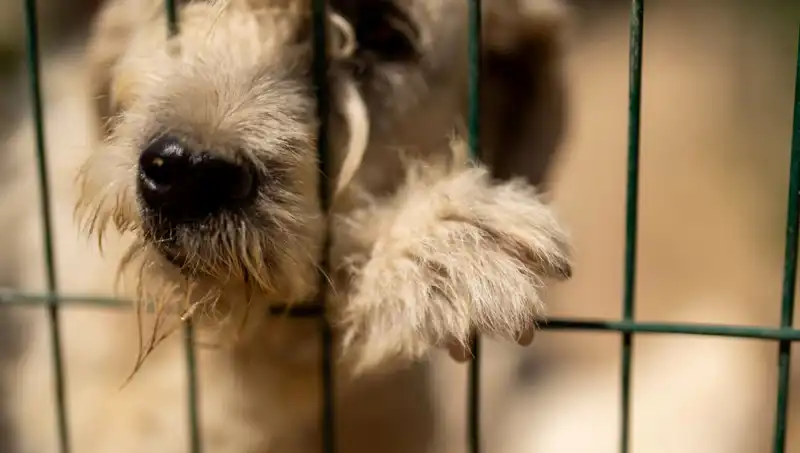 İş Stresi Köpekleri Vuruyor: Hayvanlar da Etkileniyor