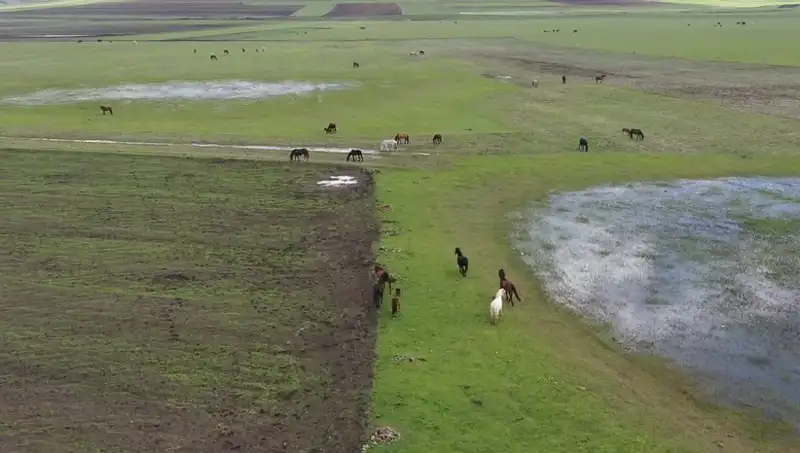 Kars'ın Doğasında Yılkı Atlarına Hayran Kalın! Doğa Harikası Bir An