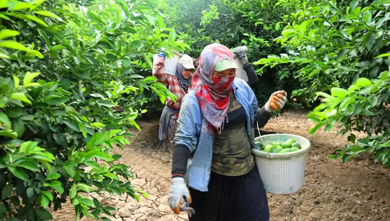 Markette Sebze Meyve Fiyatları Düşüyor: Yeni Sezon Hasadı Başladı