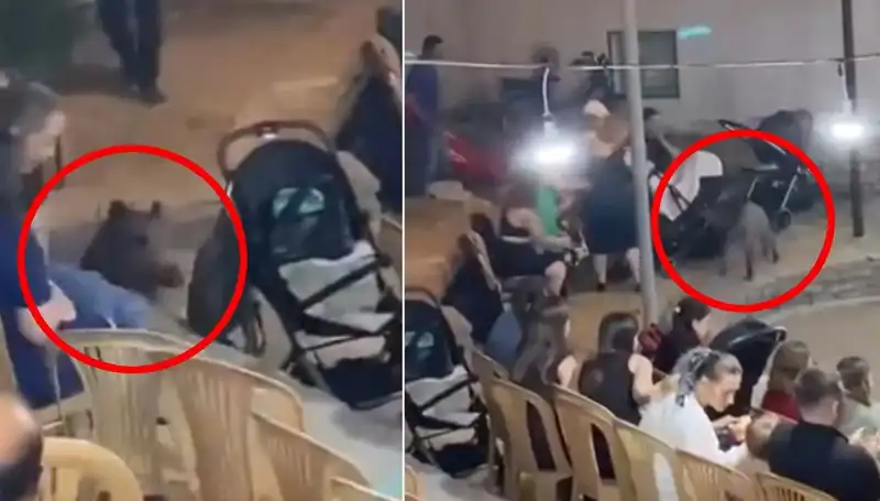 Yaban Domuzu Düğün Törenine Daldı, Eğlence Yerini Paniğe Bıraktı