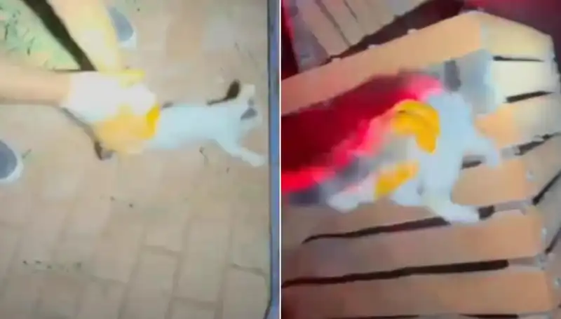 Gece Yarısı İtfaiye Ekibinden Kedi Kurtarma Operasyonu: Şaşırtan Detaylar!