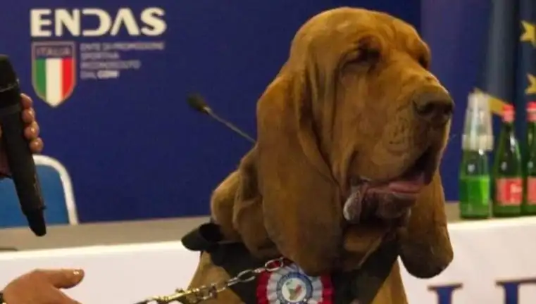 Arama Köpeği Suikasta Uğradı: Çivili Sosisle Hayatına Son Verildi!