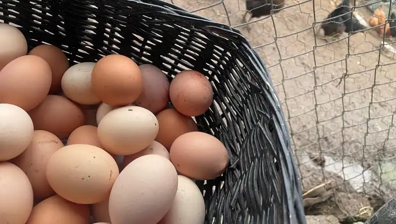 Okulların Açılmasıyla Gelir Kaynağı Olacak: Dünyanın En Ucuz Proteini