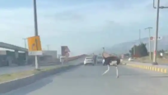 Hatay'da Yolda Deve Kuşu Görmek İnanılmaz Bir Şaşkınlık Yarattı