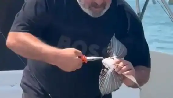Saros'ta Nadir Görülen Kırlangıç Balığı Oltaya Takıldı: Balıkçılar Şaşırdı