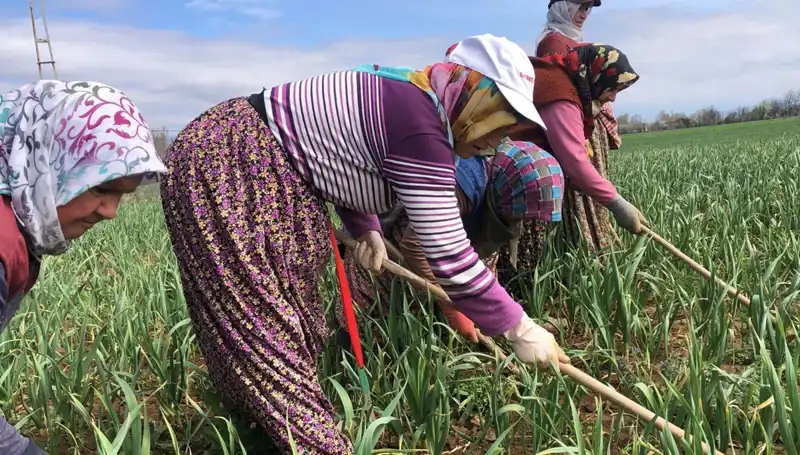 Beyaz Altın Olarak Bilinen Ürünlerin Yükselişi ve Sıcak Trend: Çapalama Zamanı