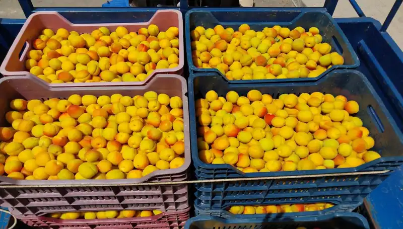 İlk Hasat Ne Zaman Gerçekleşti? Fiyatlar Beklenenden Yüksek!
