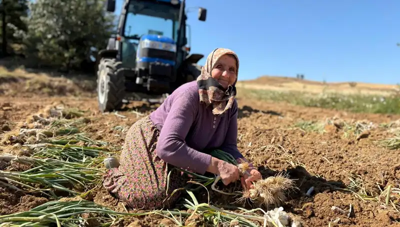 Selenyum Zengini Bitki: Günlük Bin 200 Lira Kazandıran Tarım Mucizesi