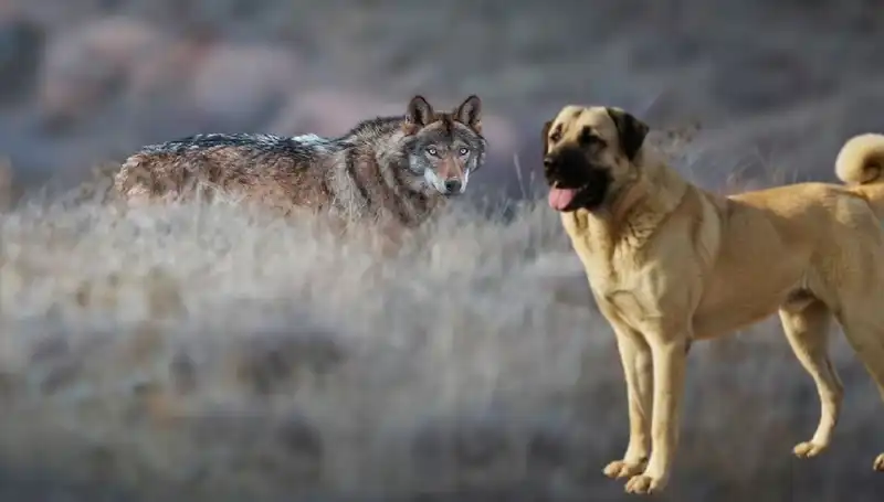 Kurt Popülasyonu Artışı: Kangal Köpeğine Olan Talep Neden Patladı?