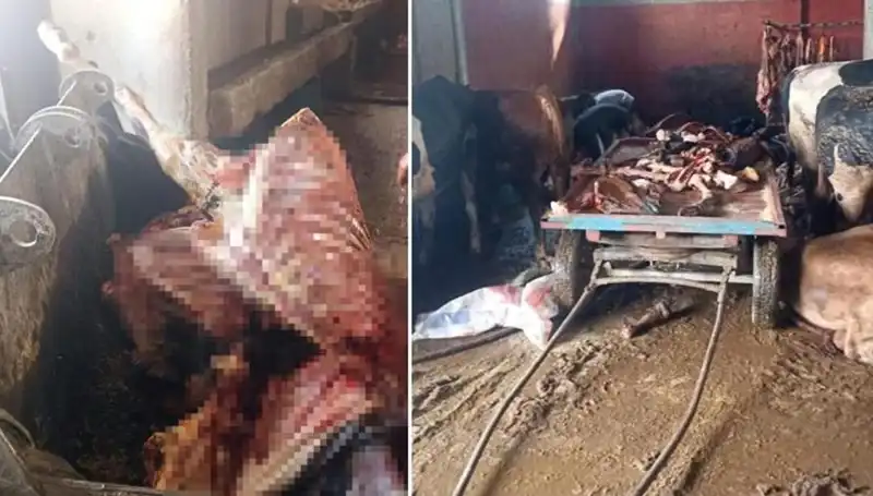 Adana'da Şok: 2,5 Ton At Eti Ele Geçirildi ve 4 At Hayata Döndürüldü!
