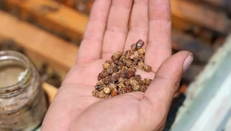 Eskiden Çöpe Giden Besin, Şimdi Kilosu 3 Bin TL: Protein Zenginleri Klasmanına Girdi